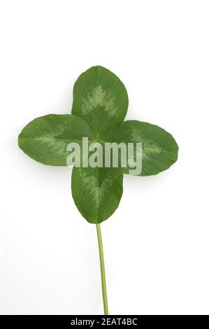 Rotklee, Trifolium pratense, Vierklee Banque D'Images