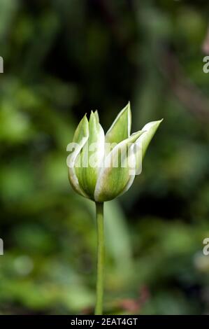 Viridiflora Tulpen, vert printemps Banque D'Images