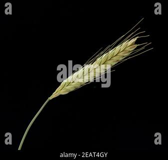 L'engrain Triticum monococcum, Getreide ; Banque D'Images