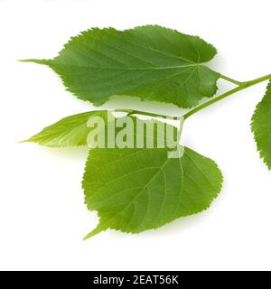 Sommerlinde, Lindenblatt, Tilia platyphyllos Banque D'Images