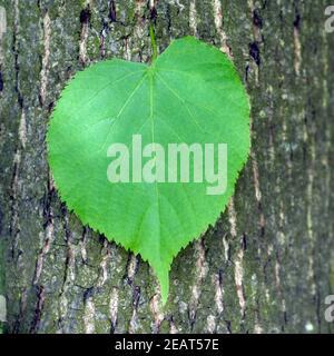 Sommerlinde, Lindenblatt, Tilia platyphyllos Banque D'Images