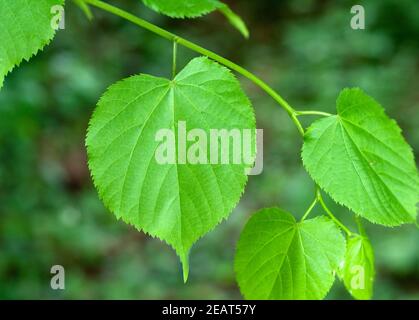 Sommerlinde, Lindenblatt, Tilia platyphyllos Banque D'Images