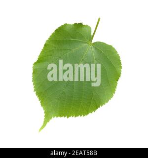 Sommerlinde, Lindenblatt, Tilia platyphyllos Banque D'Images