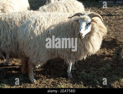 Walachenschafe, Ovis ammon f. bélier, Zackelschaf Banque D'Images