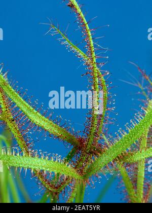 Sonnentau Drosera anglica Banque D'Images