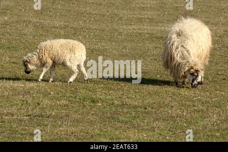 Walachenschafe, Ovis ammon F. aries Banque D'Images