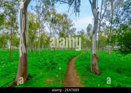 Vue sur un sentier et des fleurs sauvages colorées d'Anemone dans une plantation d'eucalyptus, près de Megiddo, dans le nord d'Israël Banque D'Images