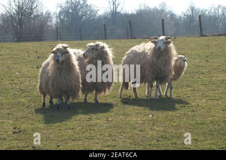 Walachenschafe, Ovis ammon F. aries Banque D'Images