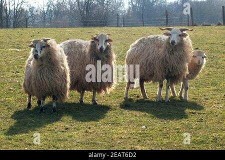 Walachenschafe, Ovis ammon F. aries Banque D'Images