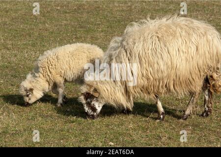 Walachenschafe, Ovis ammon F. aries Banque D'Images