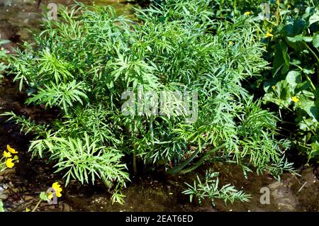 Wasserschierling Cicuta virosa, Giftpflanze Banque D'Images