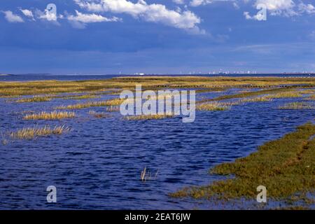 Nordseekueste ; Wattenmeer, Landschaft, Friedrichskoog Banque D'Images