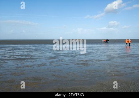 Nordseekueste Wattwanderung Wattenmeer,,, Banque D'Images