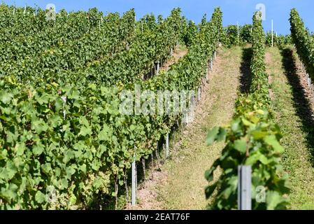 Weinberg, Kroever Nacktarsch, Grosslage, Mosel Banque D'Images