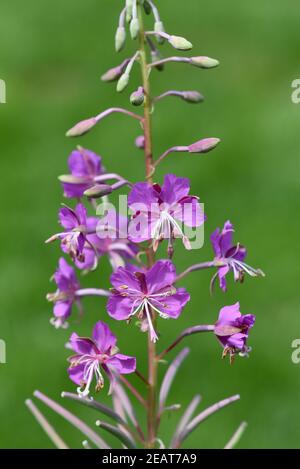 Weidenroeschen, Epilobium, angustifolium Banque D'Images