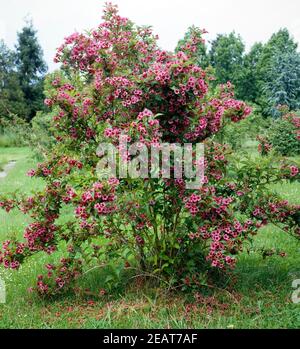 Weigelie, Weigela floride, Bristol Ruby Banque D'Images