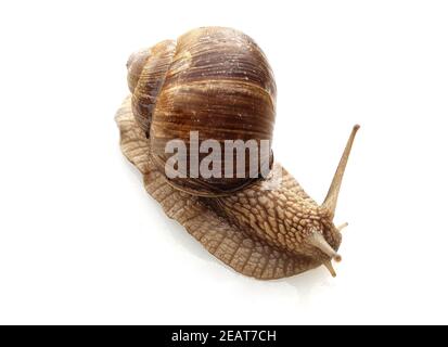 Helix pomatia, Weinbergschnecke, Banque D'Images