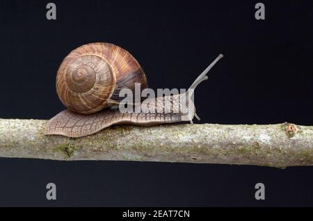 Weinbergschnecke, Helix, pomatia, Schnecke Banque D'Images