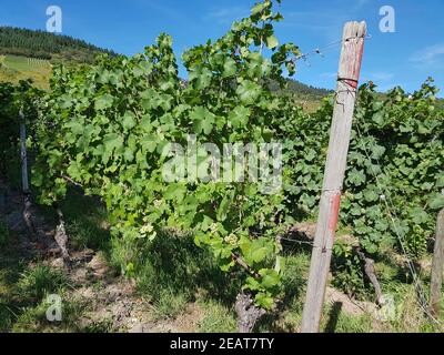 Weinberg, Kroever Nacktarsch, Grosslage, Mosel Banque D'Images