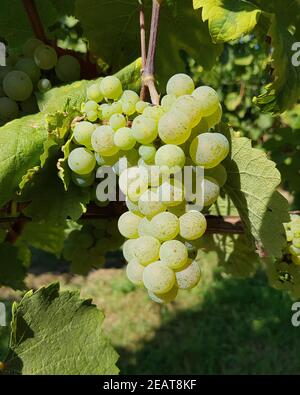 Weisser, Riesling, Vitis, vinifera Banque D'Images