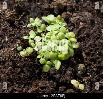 Parakresse Spilanthes oleracea Keimling, Sproessling Banque D'Images