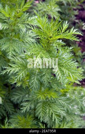 Suesser Beifuss; Beifuss; Artemisia annua Banque D'Images