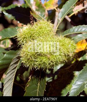 Esskastanien, Edelkastanie, Castanea sativa Banque D'Images