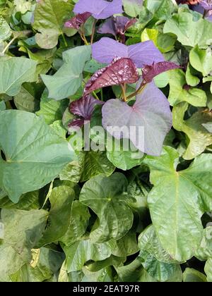 Suesskartoffel, Ipomoea batatas Banque D'Images