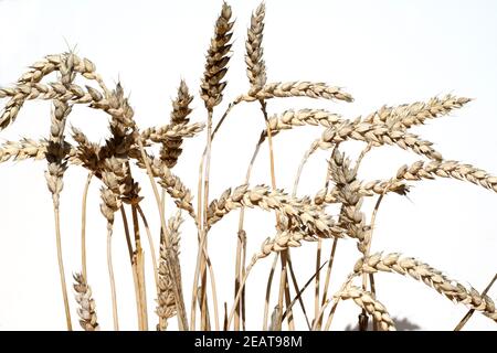 Weizenaehren Weizenaehre, Weizen, Triticum aestivum,,, Banque D'Images