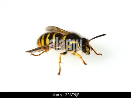 Wespe Vespula germanica,, Banque D'Images