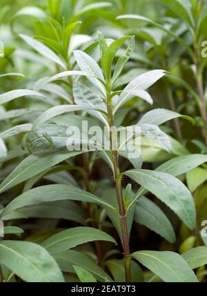 Lakritzkraut Yauthil, Tagetes lucida,,, Banque D'Images