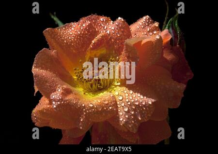 Strauchrose Gartenblume, Westerland, rose, Banque D'Images