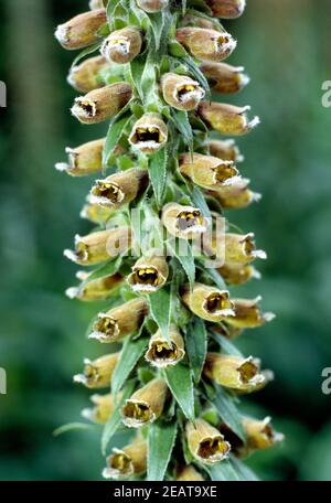 Kleinbluetiger Fingerhut Digitalis parviflora Banque D'Images