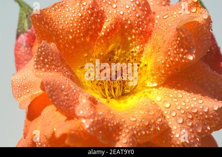 Strauchrose Gartenblume, Westerland, rose, Banque D'Images