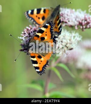 Kleiner Fuchs, Aglais urticaire, Wasserdost Banque D'Images