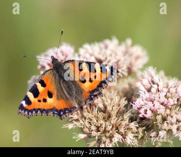 Kleiner Fuchs, Aglais urticaire, Wasserdost Banque D'Images