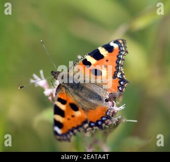 Kleiner Fuchs, Aglais urticaire, Wasserdost Banque D'Images