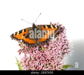 Kleiner Fuchs, Aglais urticaire, Wasserdost Banque D'Images