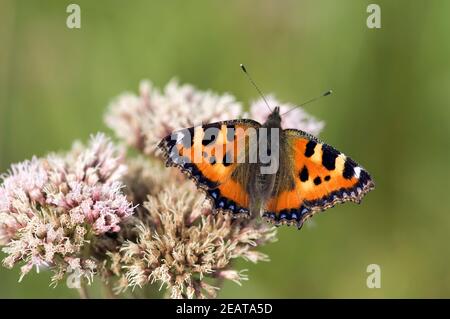 Kleiner Fuchs, Aglais urticaire, Wasserdost Banque D'Images