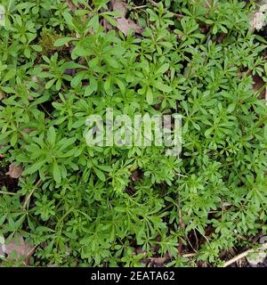 Kletten-Labkraut, Galium aparine, Jungpflanze Banque D'Images