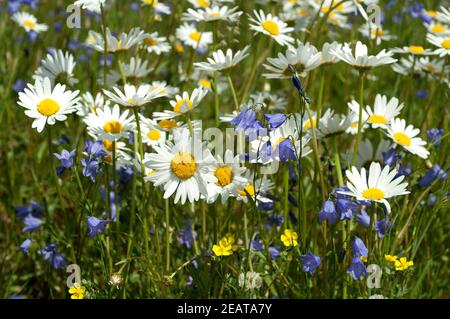 Wiesenblumen Banque D'Images