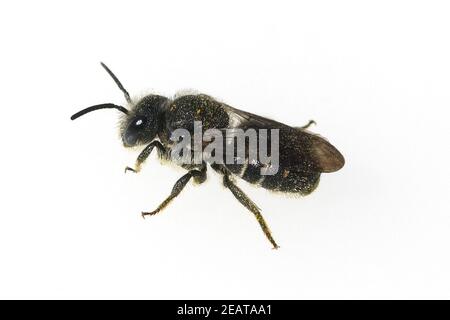 Wildbiene Heriades truncorum, Loecherbiene Banque D'Images