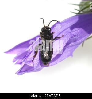 Wildbiene Heriades truncorum, Loecherbiene Banque D'Images