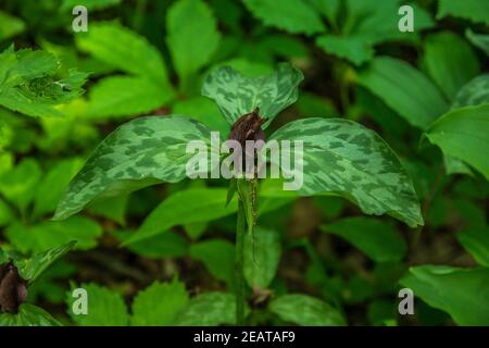 Un trillium entièrement ouvert avec des pétales de bordeaux et des feuilles marbrées entouré d'autres plantes dans les terres boisées de près au printemps Banque D'Images