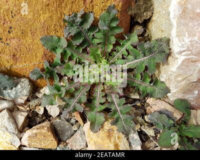 Kohl-Gaensedistel, Sonchus oleraceus Keimling, Sproessling Banque D'Images