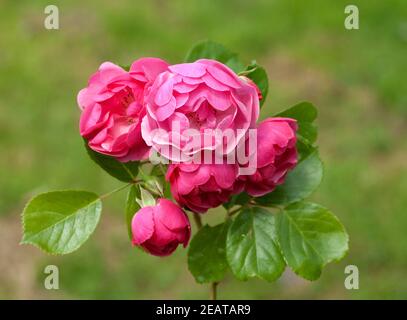 Kletterrose, rote Banque D'Images