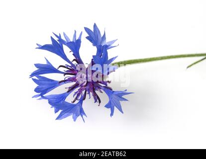 Kornblume Centaurea cyanus Banque D'Images