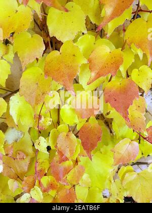 Wilder, Wein Herbst, Parthenocissus quinquefolia Banque D'Images