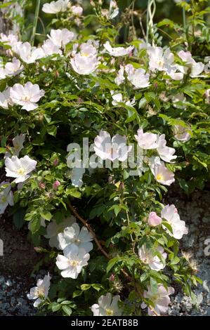 wildrose, Rosa canina Banque D'Images