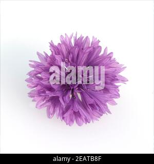 Kornblume Centaurea cyanus Ackerpflanze Banque D'Images